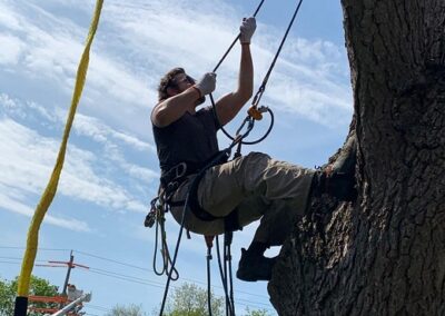 TREE REMOVAL SERVICE